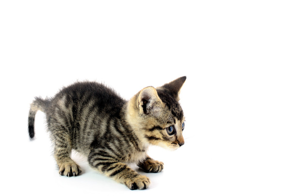 kleine grijze kitten over Wit - Foto, afbeelding