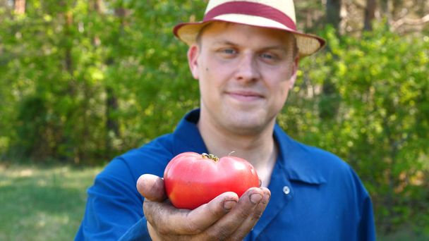 A portrait guy, a farmer in a straw hat, a working robe picks up a tomato in the garden (in the field) makes a bite and eats, after which he demonstrates a tomato and I raise my hands from the bottom - Photo, Image