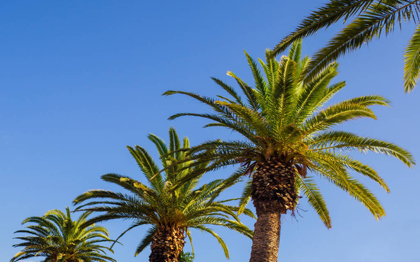 Row of big beautiful palm trees - clear sky background - Zdjęcie, obraz