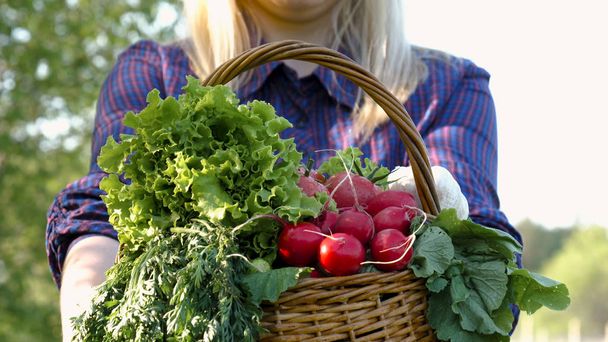 Дівчина, жінка-фермерка (блондинка, у сорочці) тримає кошик з овочів, редьки, салату, зелені, огірків, моркви, біо-смажених продуктів
. - Фото, зображення