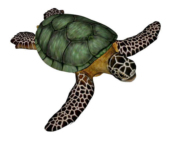 Морська черепаха
 - Фото, зображення