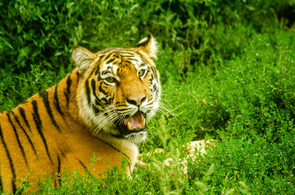 Un tigre royendo carne
 - Foto, Imagen