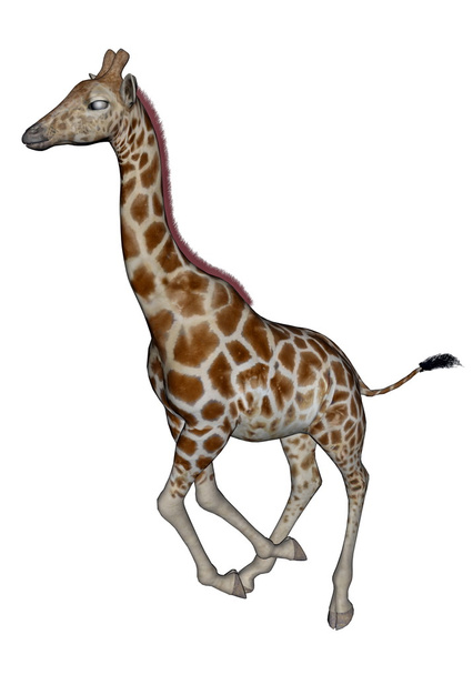 žirafa běží - Fotografie, Obrázek