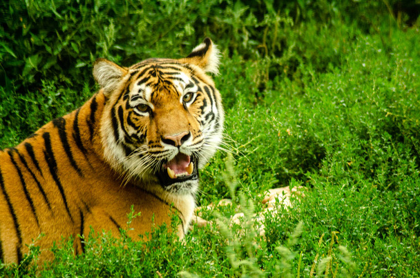 Тигр гризе на м'ясо
 - Фото, зображення