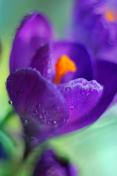 ? rocus bloem - Foto, afbeelding