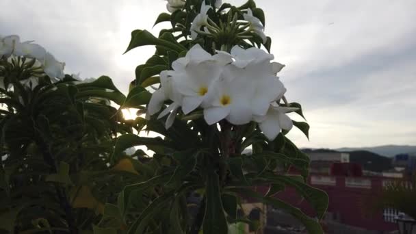 Květy bílé Petunie visí na verandě. Bílé květiny na verandě domu v Trinidadu, na Kubě. - Záběry, video