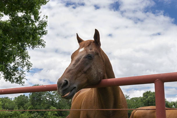 Kůň s hlavou nad trubkou a jazykem vyčnívající - Fotografie, Obrázek