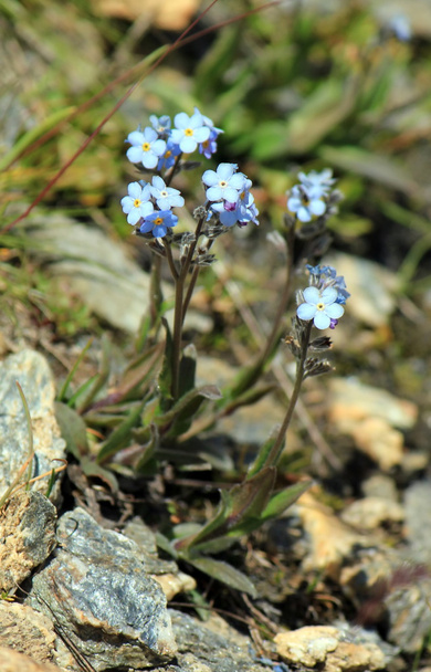 Blue forget-me-not flowers (Myosotis) - Photo, Image