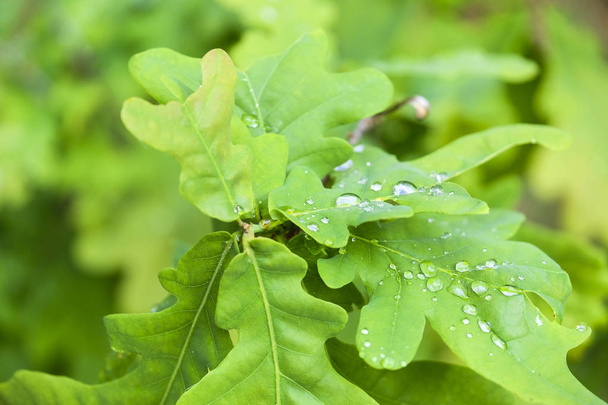 image of raindrops on oak leaves - Foto, Bild