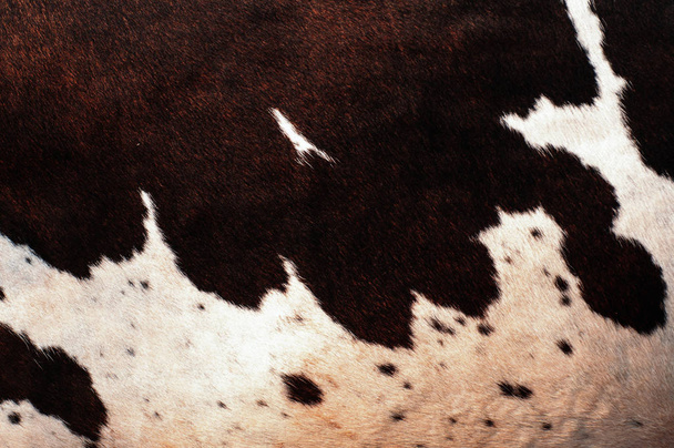 Корова шкіра волохата текстура і фон
  - Фото, зображення