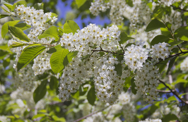 Prunus padus species of small trees of the genus Prunus in the family Rosaceae. Prunus padus branch with white flowers. - Photo, Image