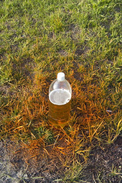 botella de plástico con cerveza en la hierba
 - Foto, imagen