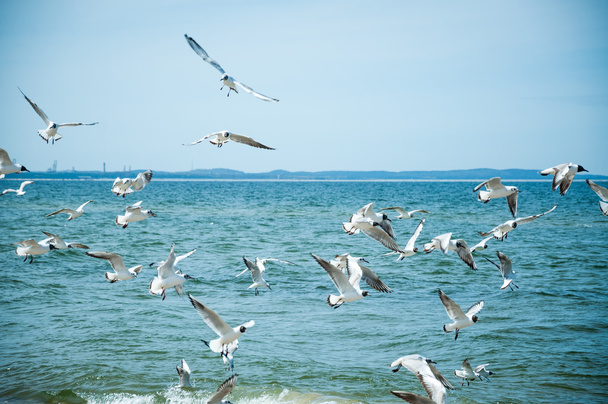 Seagulls flying over the sea - Photo, Image