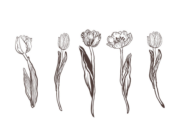 Colección de tulipanes gráficos pintados a mano. Clip floral elementos artísticos. Ramas, hojas y brotes. Conjunto vectorial de hermosas siluetas flores tulipanes. Ilustración de tinta aislada sobre fondo blanco
. - Vector, imagen