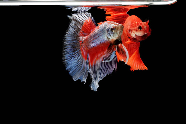 Peixes siameses, peixes vermelhos, fundo preto Betta splendens, Betta Fish, Halfmoon Betta
. - Foto, Imagem