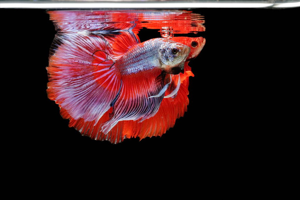 Сіамські файтинг риби, червоні риби, чорний фон Бетта splendens, риба Бетта, Бетта Halfmoon. - Фото, зображення