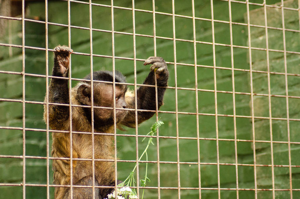 Zbliżenie z kapturem małpa Kapucyńca kontemplować życie za kratkami w wielkim zoo miasta, ustawienie niewoli (płytkie ostrości). - Zdjęcie, obraz