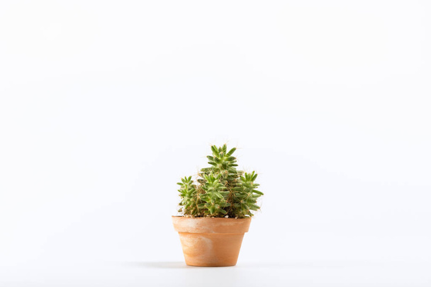 Cactus in clay pot - Фото, изображение