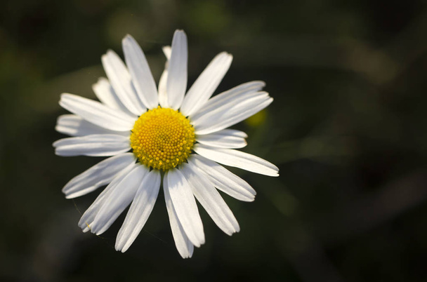 marguerite in the meadow - Photo, Image