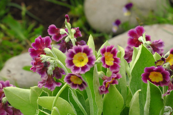 Strauß Nachtkerze Pflanze Primula vulgaris lila erste Frühlingsblume. - Foto, Bild