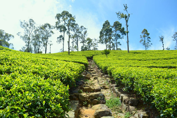 Свежий зеленый чай плантации в солнечный день в Шри-Ланке
. - Фото, изображение