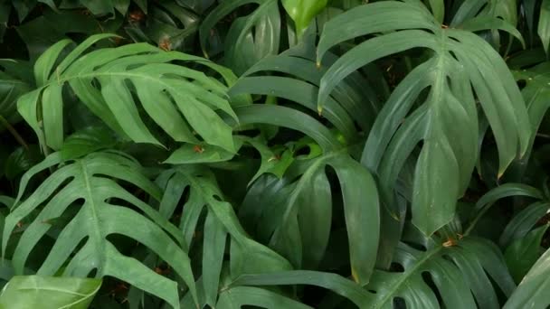 Jasná šťavnatá exotická tropická zeleň v rovníkovém podnebí džungle. Pozadí s neobvyklým listím rostlin se kymácí. Přírodní textura s šťavnatými listy. Sluneční svit na palmovém listu. - Záběry, video
