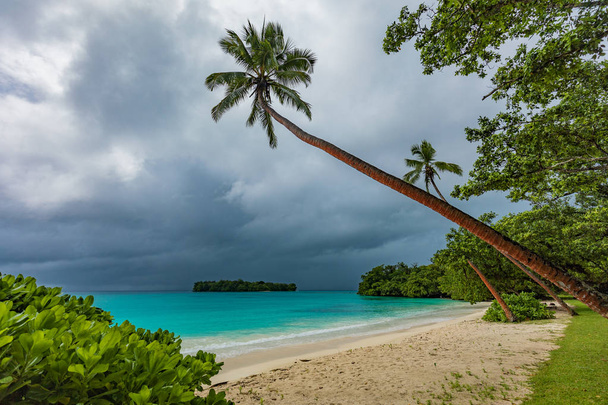 Porto Orly praia de areia com palmeiras, Espiritu Santo Island, Va
 - Foto, Imagem