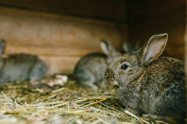 Šedý králík sedící na slámě - Fotografie, Obrázek
