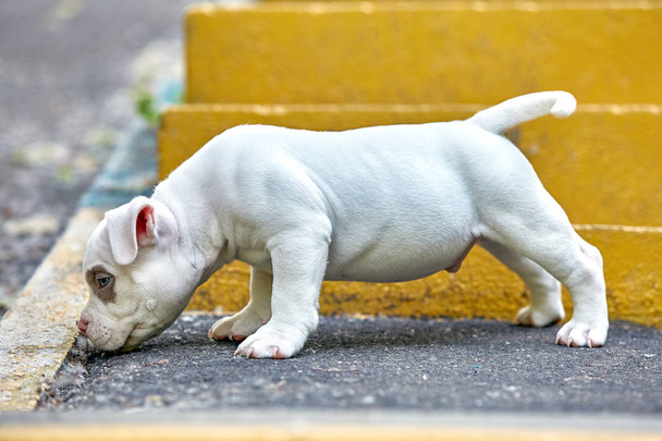 Un cucciolo carino sta giocando sui gradini. Concetto dei primi passi della vita, animali, una nuova generazione. Cucciolo americano bullo
. - Foto, immagini