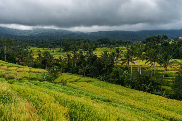 Krásný výhled na terasy s rýží v letním dni. Terasy s rýží na šířku. - Fotografie, Obrázek