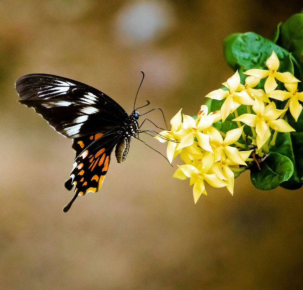 Intialainen perhonen - Papilio polytes
 - Valokuva, kuva