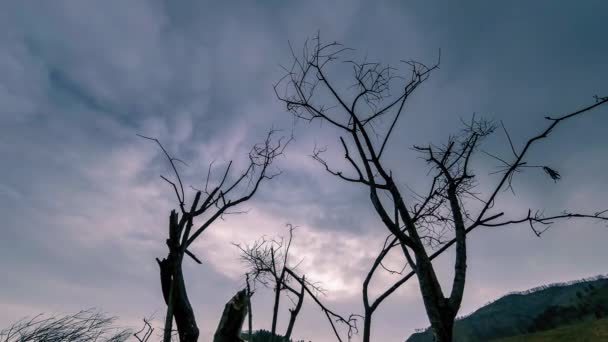 Time lapse di albero della morte e erba gialla secca a paesaggio montano con nuvole e raggi di sole. Movimento cursore orizzontale - Filmati, video