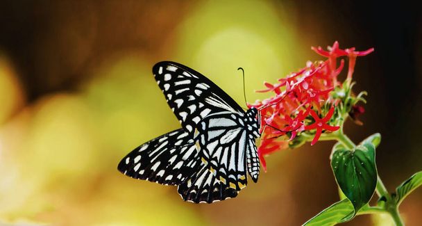 Papilio clytia, the common mime - Foto, afbeelding