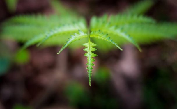 Southern shield fern, Thelypteris kunthii or Dryopteris normalis, is an adaptable and easy to grow deciduous native fern - Photo, Image
