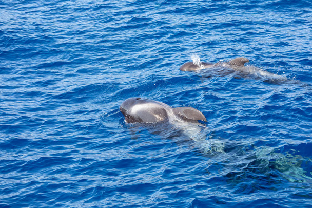 Grupo de ballenas piloto en el océano atlántico tenerife islas canarias
 - Foto, imagen