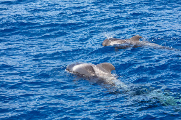 Grupo de baleias-piloto no oceano atlântico Ilhas Canárias de Tenerife
 - Foto, Imagem