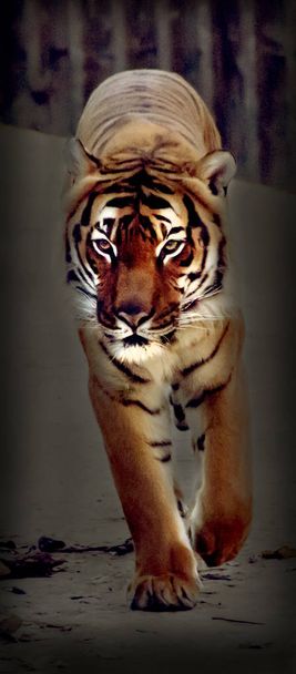 Belo tigre ambulante
 - Foto, Imagem