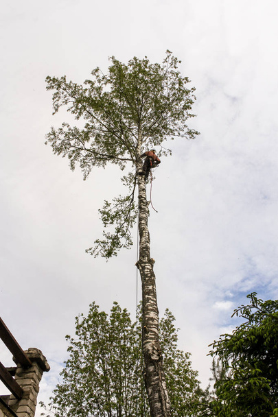 Work to remove trees in a confined space. - Photo, Image