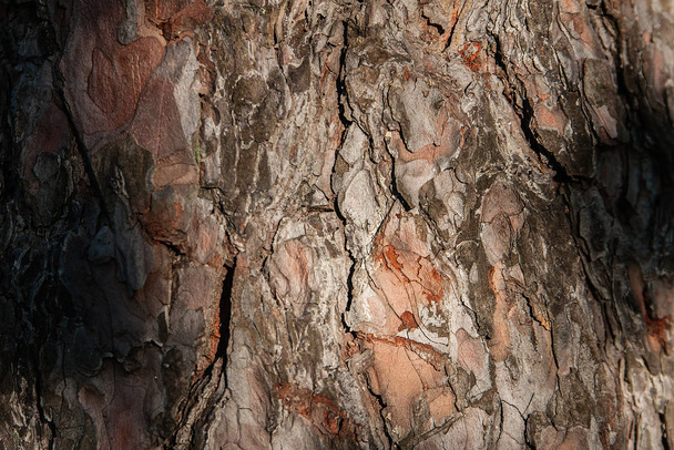 background texture tree bark, summer, Sunny day, macro, tree bark nearby - 写真・画像