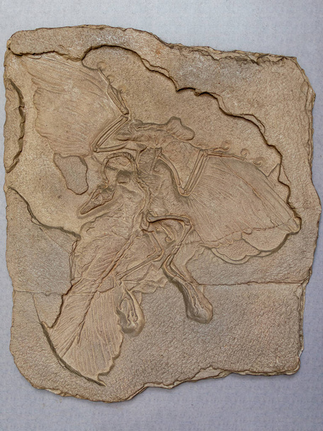 Lithographie Archéoptéryx (Oiseaux fossiles) du dépôt lithographique Jurassique de Bavière, Allemagne
 - Photo, image