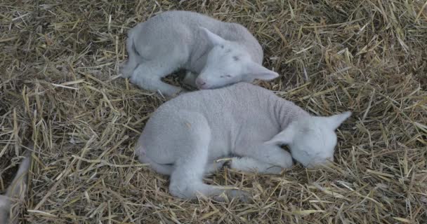 Two Newborn Lambs Laying Down at Farm - Felvétel, videó