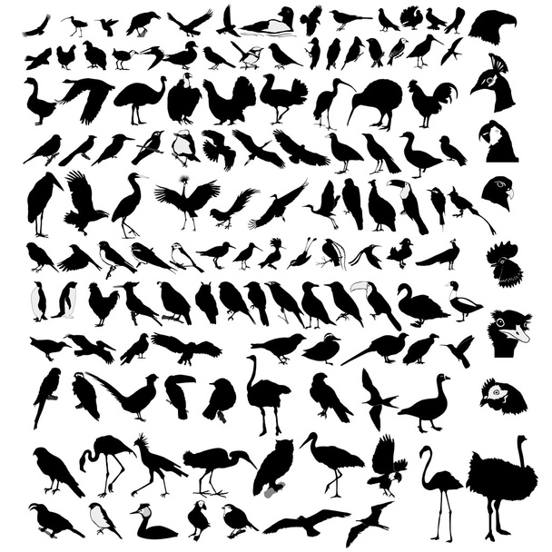 Collection of bird - Wektor, obraz