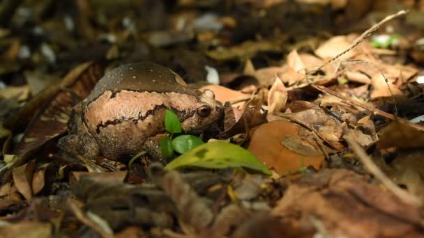 toad puffed big  for threaten enemy on ground in fotest - Footage, Video
