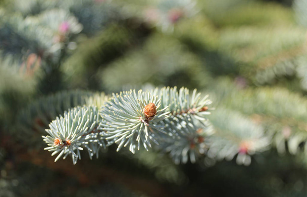 blue spruce in the garden - Photo, Image