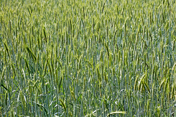 Orzo cultivation macro background best quality - Photo, Image