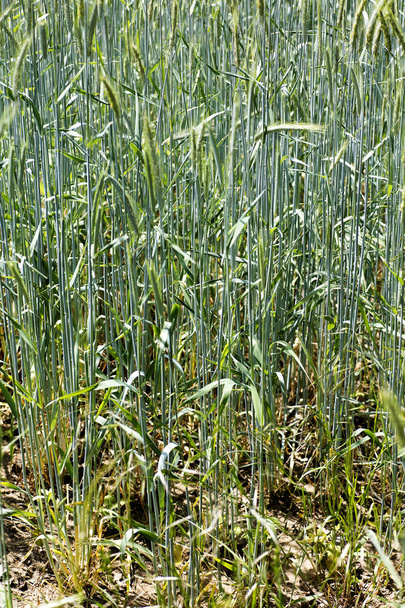 Orzo cultivation macro background best quality - Photo, Image
