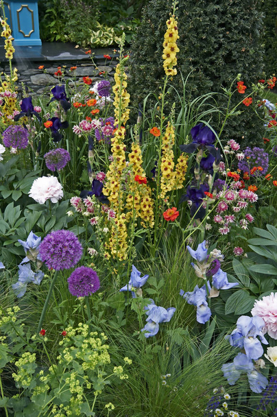 Gros plan d'une bordure de fleurs mixtes avec Verbascum, Allium, Iris et pivoines
 - Photo, image
