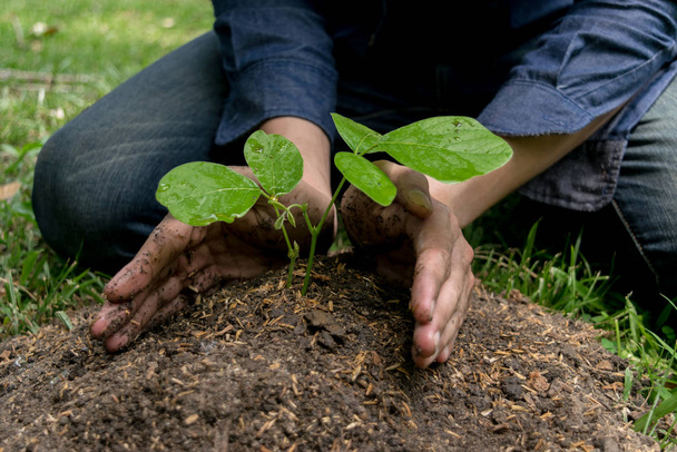 若い男は酸素の量を増やすために木を植えている - 写真・画像