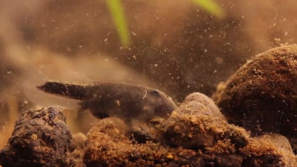 Mexicaanse zoetwatergarnalen jacht in een vijver/laboratorium aquarium - Video