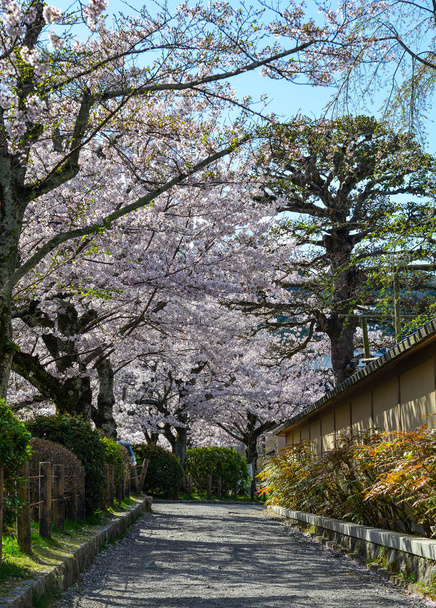 Cherry Blossom (Sakura)-Kyoto, Japonya  - Fotoğraf, Görsel